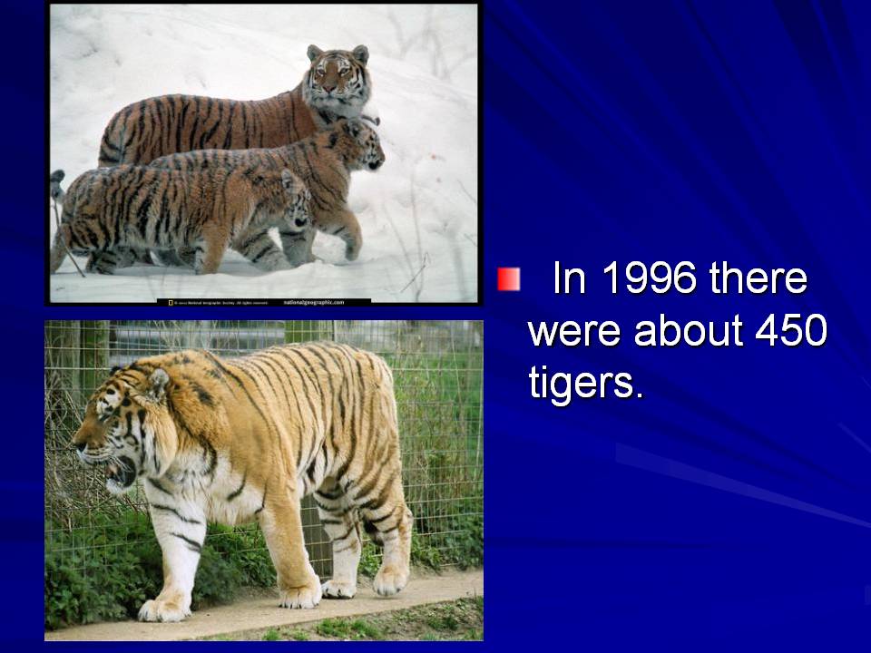 Защита животных тигр диалог на английском языке с переводом 5 класс